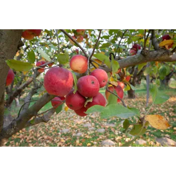 Organic Apple Plant